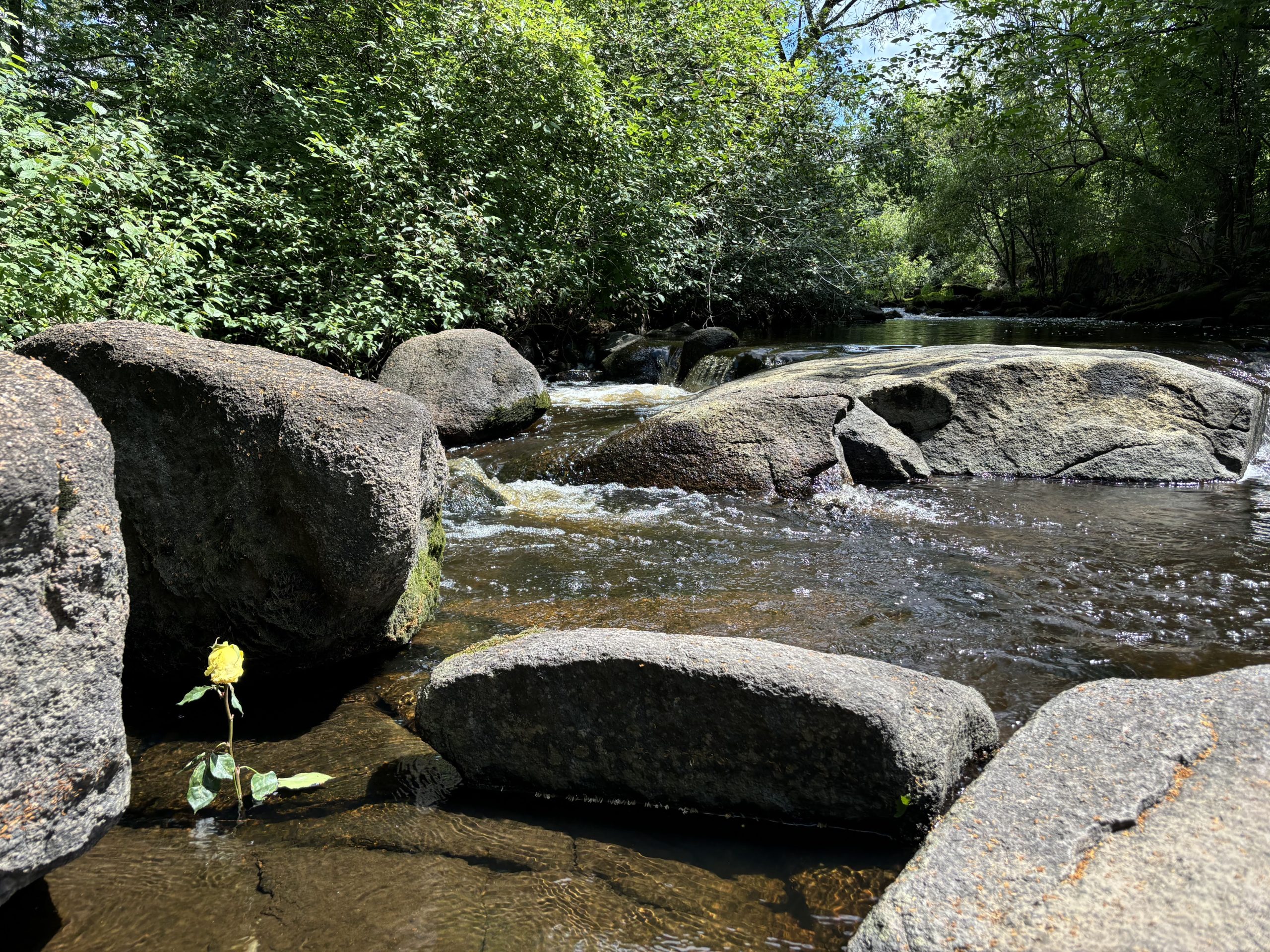 A Rose in a Waterfall and a Picturesque Power Plant