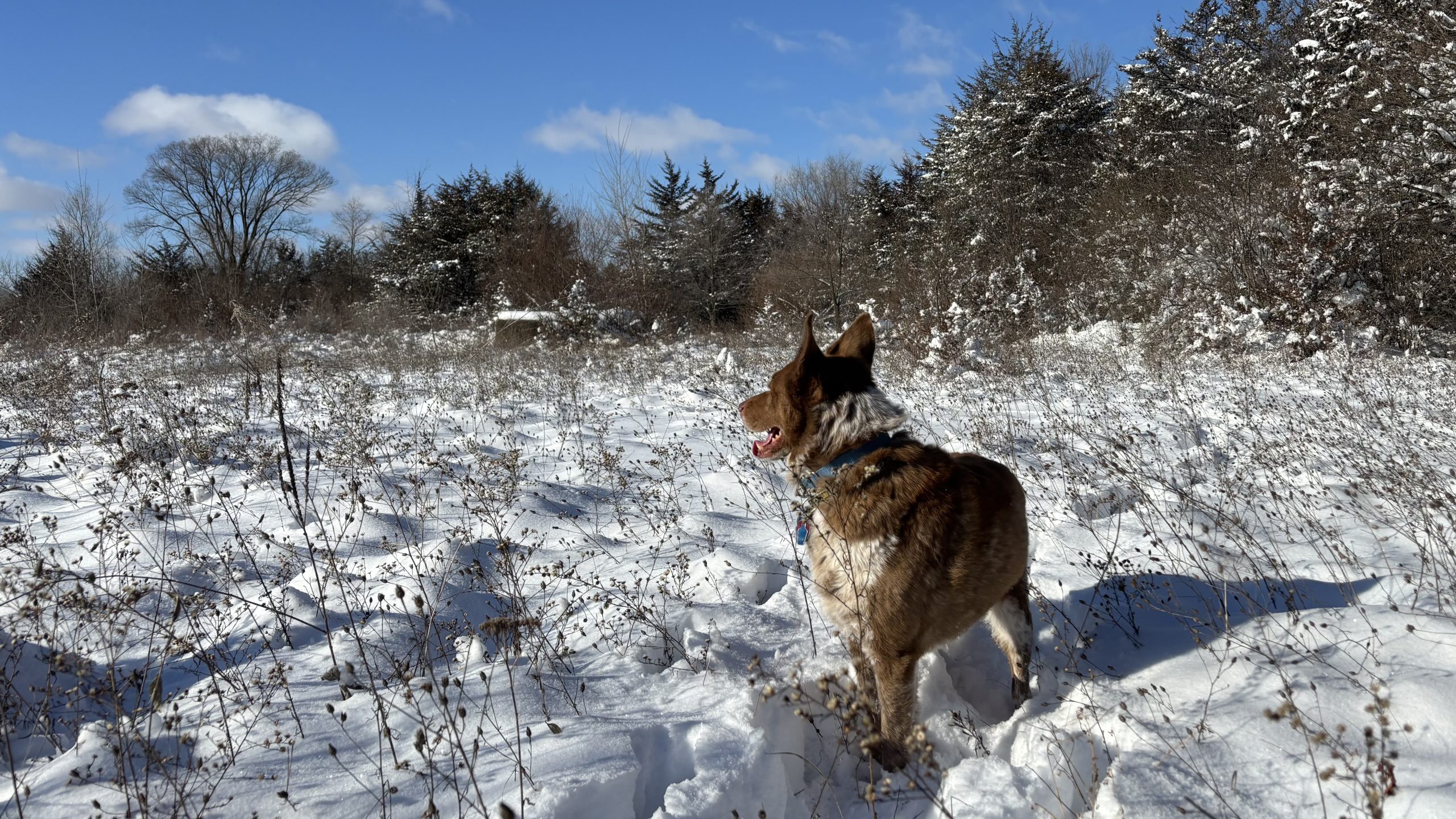 Walking in the Snow When Winter is New